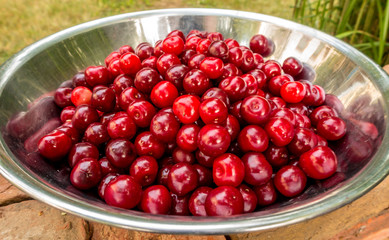 Im Sommer gibt es leckere Kirschen aus dem Garten