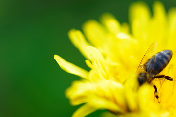 Dandelion flower. Bee collect pollen