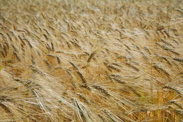 Barley field