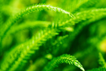 Nature background. Green grass closeup