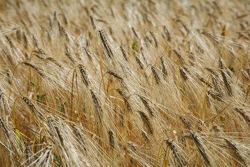 Barley field