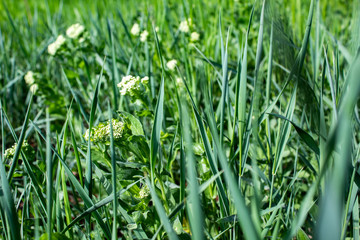 Obraz premium Green grass in the garden, there is a place for text.