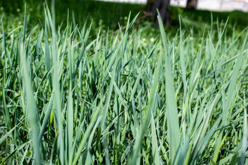 Green grass in the garden, there is a place for text.