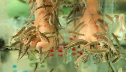 Foot cleaning with fish in the aquarium