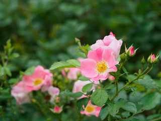 Obraz premium 可愛いピンクのミニバラ