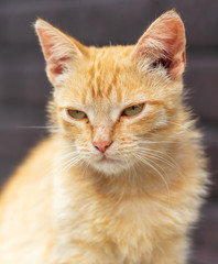 Portrait of a cat in the house