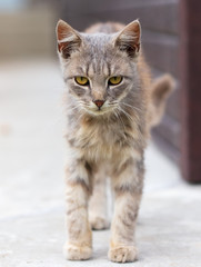 Portrait of a cat in the house