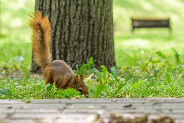 Squirrel plays in the summer in the park.