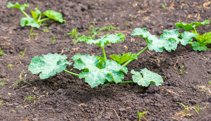 Zucchini plant in the garden