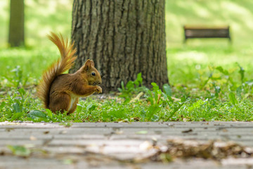 Naklejka na ściany i meble Squirrel plays in the summer in the park.