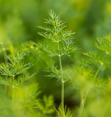 Green leaves on dill as a background
