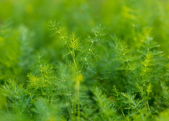 Green leaves on dill as a background