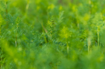Green leaves on dill as a background