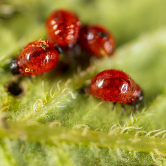 Red Colorado beetles on potato leaves