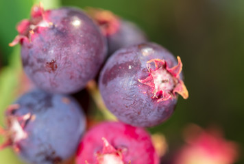 shadberry growing in a garden in nature