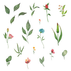 Fototapeta na wymiar Hand drawn collection of plants, branches, leaves and flowers on white background. Watercolor summer colorful illustration. Set of different herbal and floral elements in a watercolor.