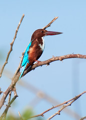 Stork-billed Kingfisher