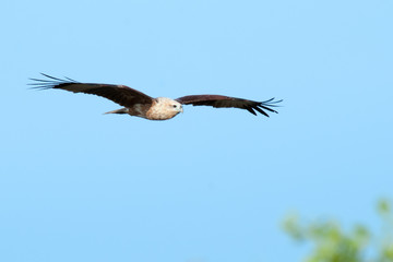 Hawk