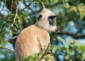 Langur in the branches of acacia.