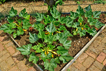 Courgette 'Soliel' plants in a enclose bed in a vegetable garden