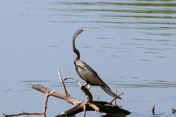 Oriental darter