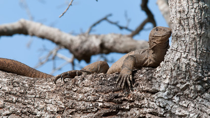 Iguana in the wild