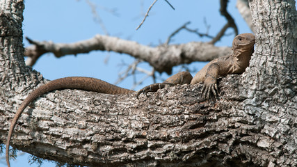 Iguana in the wild