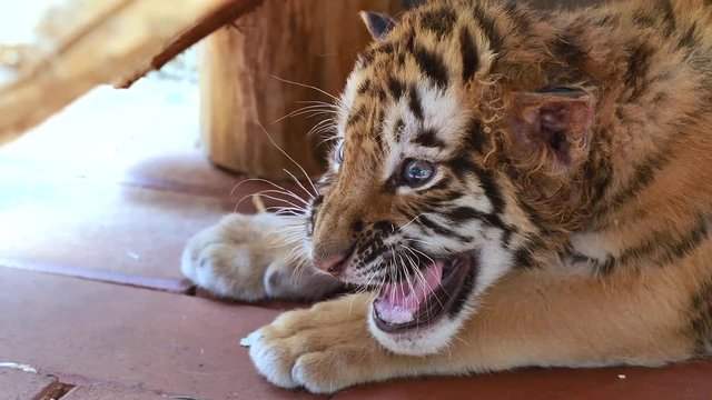 Close up video of tiger baby lying on ground, frightened expression, rage and roar, beautiful and dangerous animal, 4K footage, slow motion.