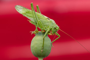 insekten