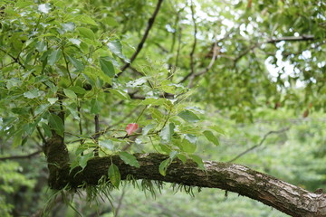 クスノキの枝