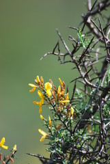 yellow flowers on tree