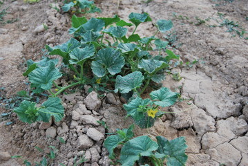 young plants in the garden