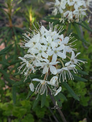Wild rosemary during flowering in nature