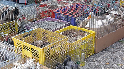 Poultry at Market