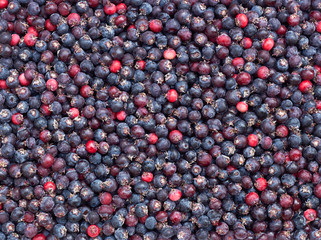 Wild berry pattern background texture for your design, blue, purple with pink shadberry forest berries flat lay, overhead top view, closeup