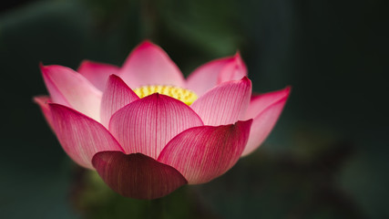 close-up Beautiful pink lotus is a backdrop of green leaves and warm light in natural swamps.
