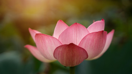 close-up Beautiful pink lotus is a backdrop of green leaves and warm light in natural swamps.