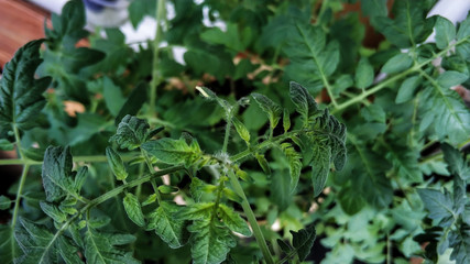 Flowering tomato plant. Yellow flowers close up on a background of green leaves. Home farm, garden, greenhouse