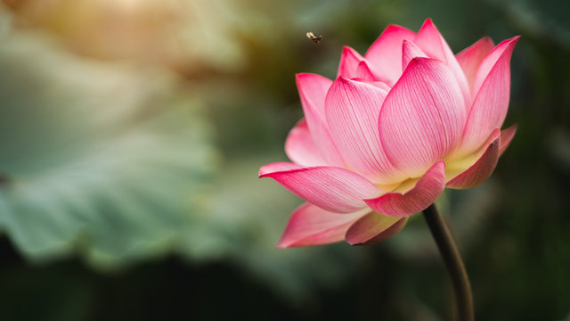 close-up Beautiful pink lotus is a backdrop of green leaves and warm light in natural swamps.