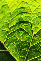 the texture of the green leaf close-up with streaks of translucent in the bright sun on a summer day