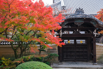 京都　妙顕寺の勅使門と紅葉　