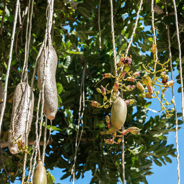 Leberwurstbaum, Kigelia africana;  Ein Tropenbaumgew&auml;chs mit wurstf&ouml;rmigen Fr&uuml;chten.