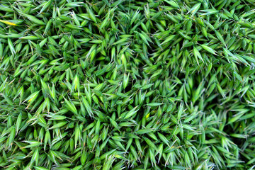 Young green oats in summer