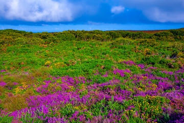 Fototapeta premium france,brittany,frehel : moors and flowers