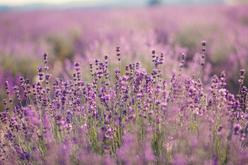 Lavender flowers - Sunset over a summer purple lavender field . Bunch of scented flowers in the lavanda fields of the French Provence near Valensole