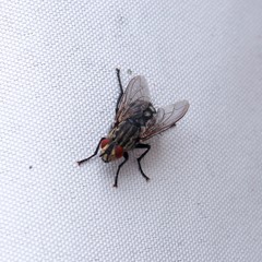 Graue Fleischfliege auf einem weißen Hintergrund