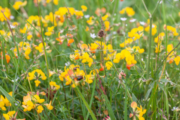 Obraz premium wiesenblumen am feldrand