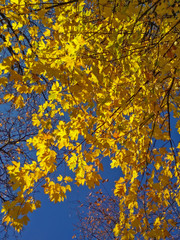 Autum Leaves