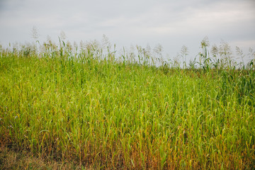 Green rye field. Young wheat background. Beautiful grass texture wallpaper. Nature love concept. Eco friendly agriculture modern ideas.