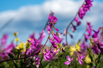summer in the tundra, wildflowers